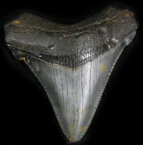 Chubutensis Tooth From NC - Megalodon Ancestor #25370